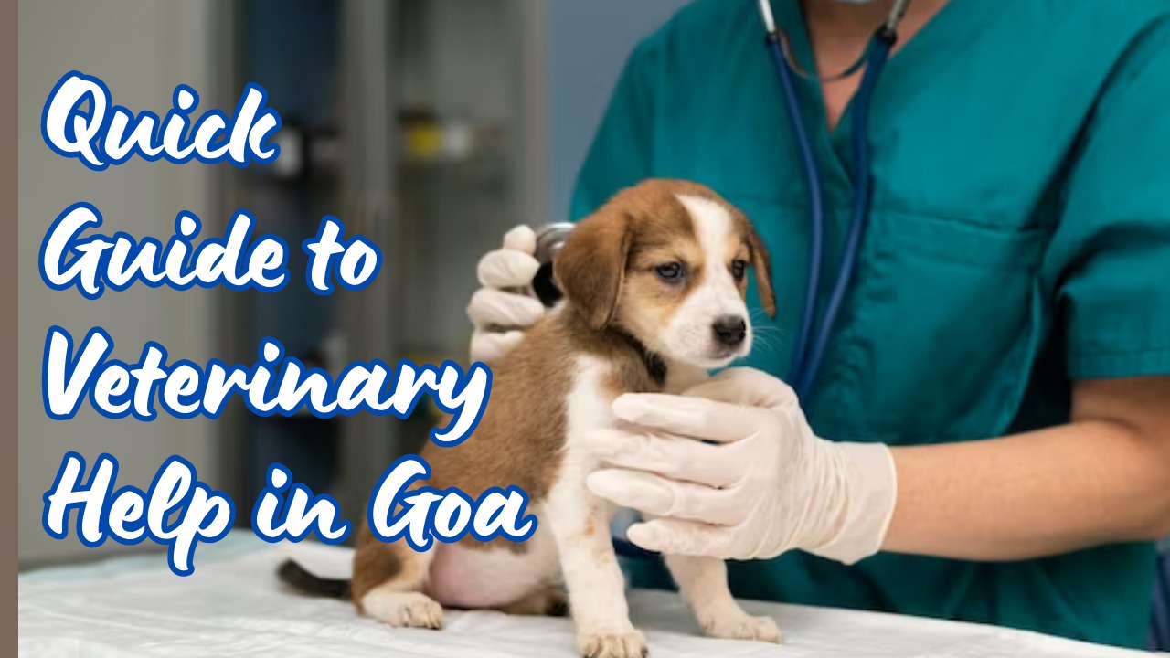 Quick Guide to Veterinary Help in Goa